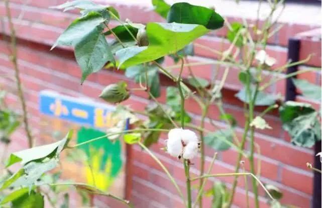 鸿容幼儿园怎么样,郑州鸿容幼儿园