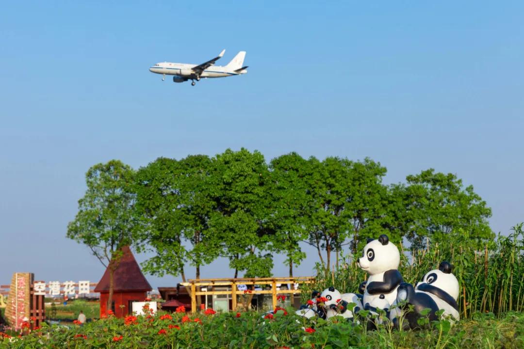 在空港花田里怎么拍照好看,每张都是屏保