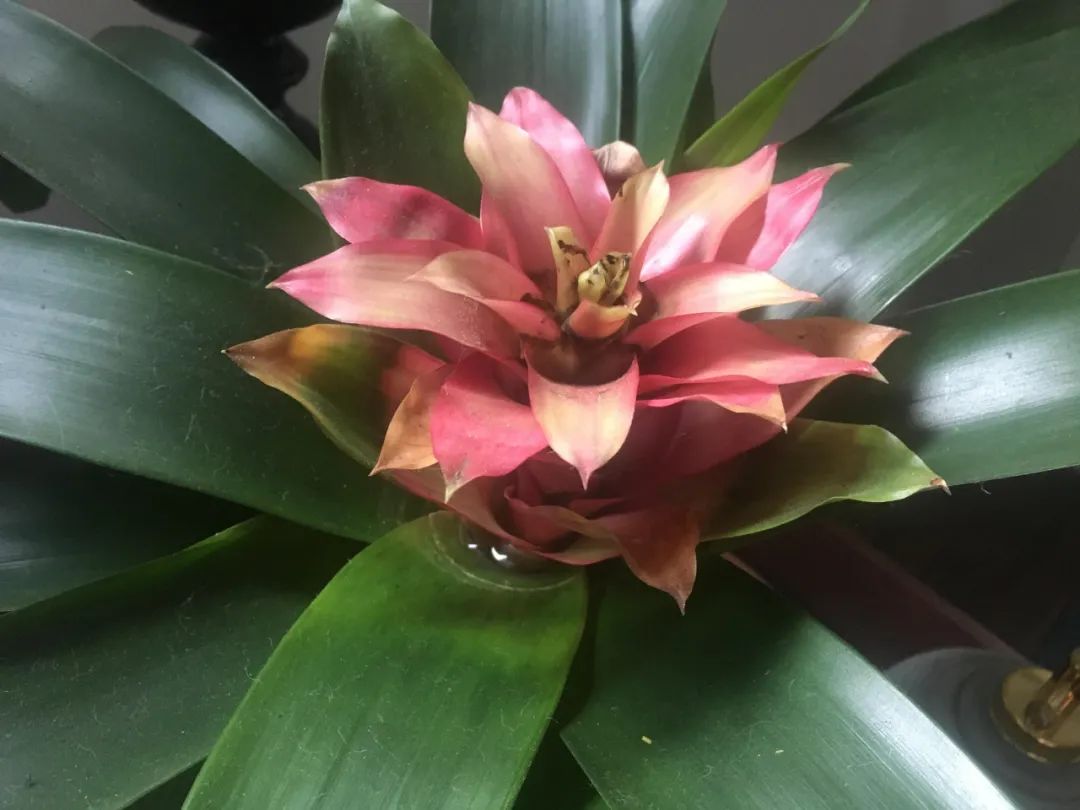 观赏凤梨开花后怎么处理,凤梨花凋谢了怎么养