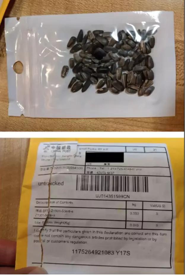 揭秘来自中国的神秘种子,中国神秘种子被种植后续