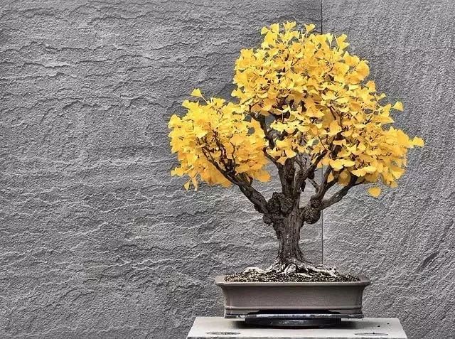 这六种花寓意吉祥好养易活,公认最吉利的4种花