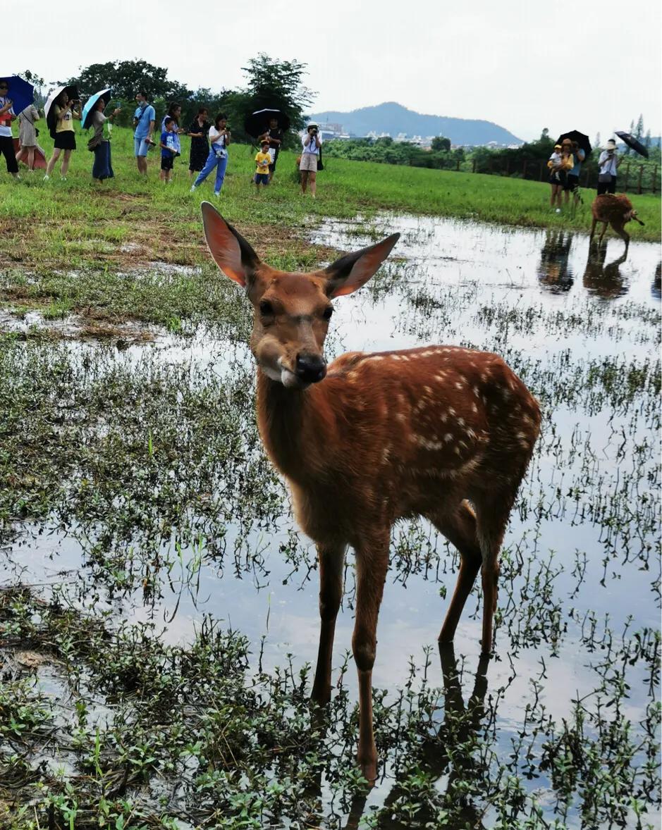 良渚文化村和良渚遗址公园的区别,良渚古城遗址文化村