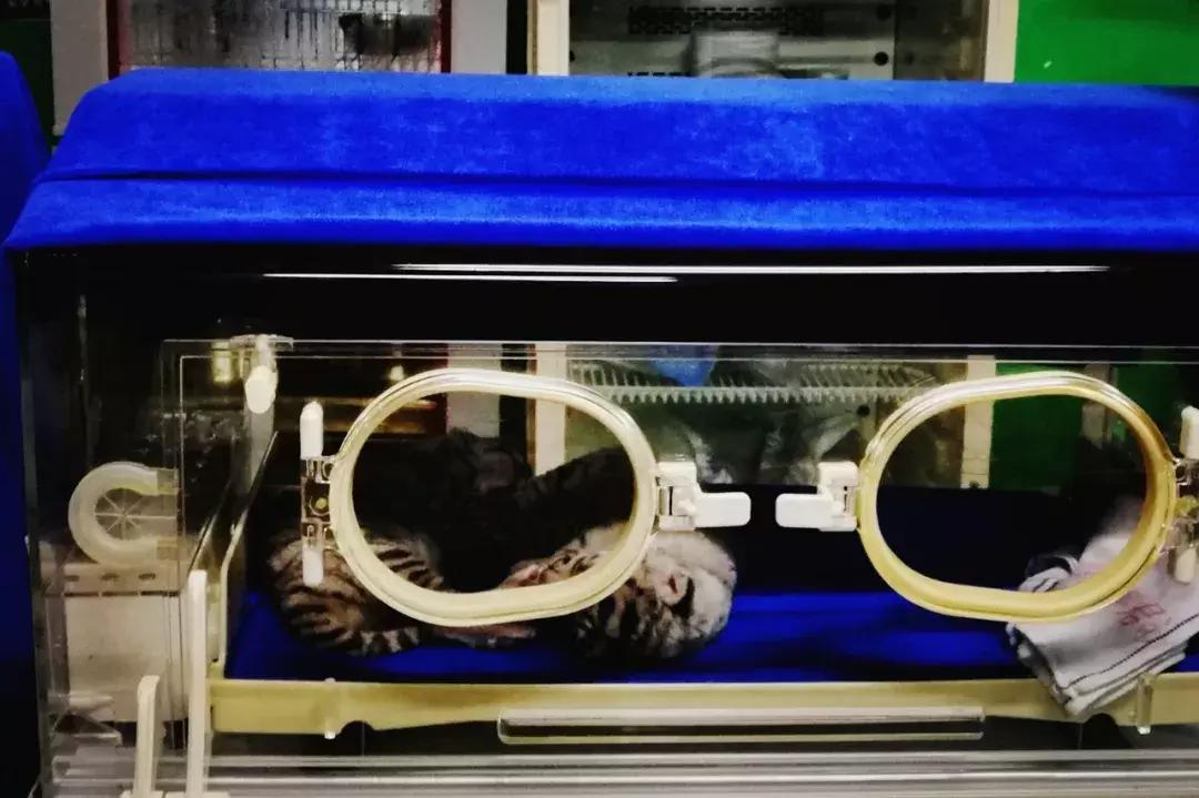 去广州长隆动物园怎么玩划算,广州长隆动物园一天最全游玩攻略