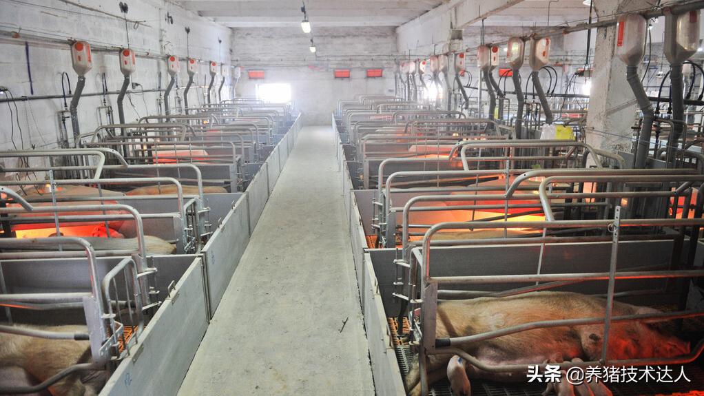 猪热应激是怎么造成的,解决猪热应激见效最快的办法