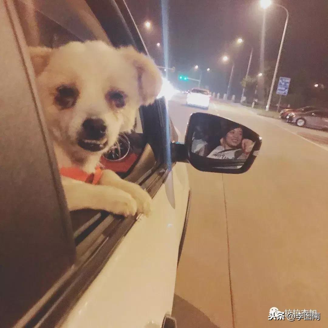 不小心踩到小狗狗了会受伤吗,不小心踩到狗狗嗷嗷叫它会怪你吗