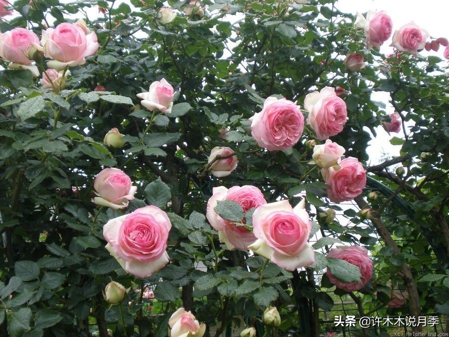 如何制作月季的肥料,月季自制液体肥怎么用最好