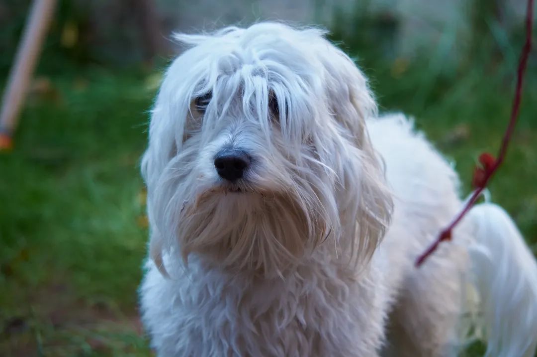 遛狗拉不住怎么办？遛狗时如何避免狗遛人和撒手没？