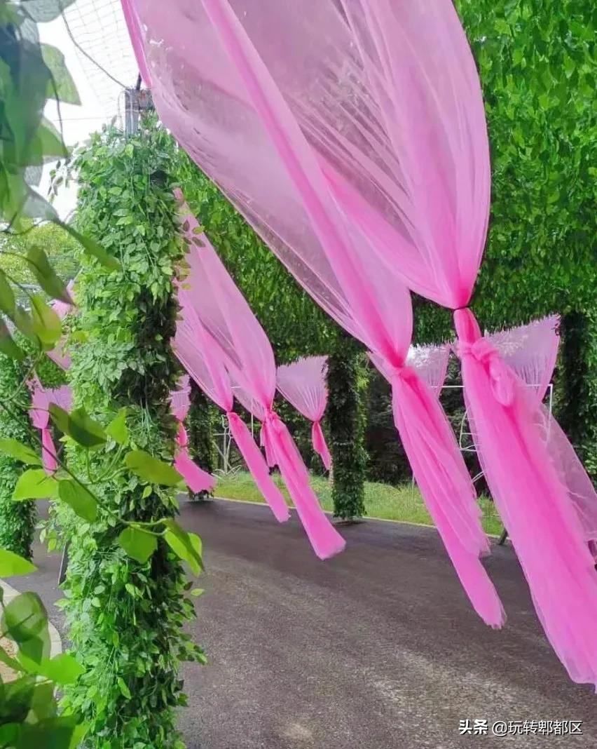 郫都区最美的花海,成都郫都花乡玫瑰开放了吗