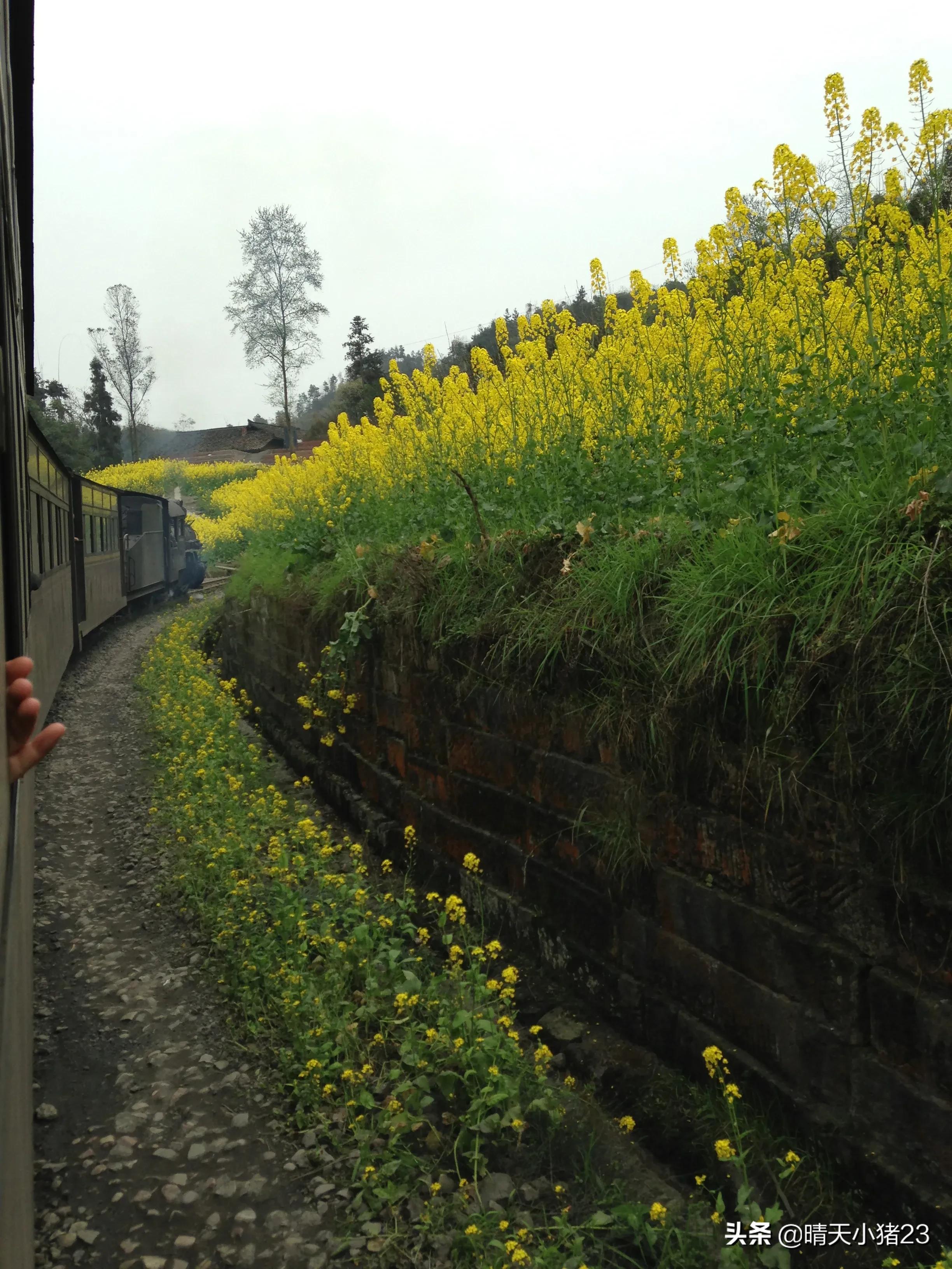 海棠香国乐山宣传视频,海棠香国乐山在哪里