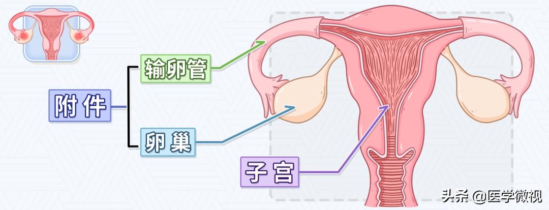 女性得了盆腔炎要注意什么,女性得盆腔炎是怎么造成的