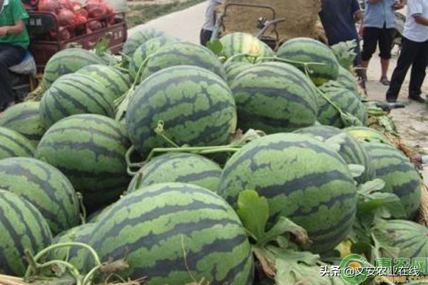 中国最好吃的西瓜品牌排行,中国最好吃的西瓜是什么品种