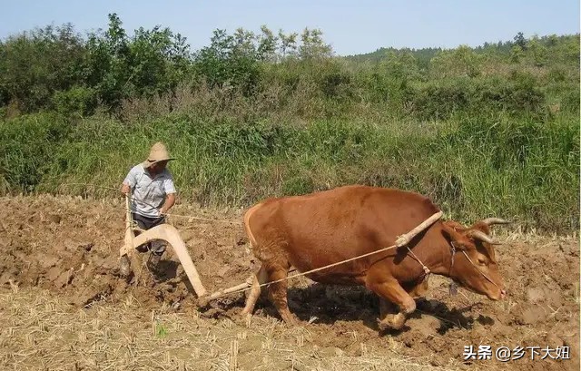 2021年牛年是什么时候开始,农历正月牛开始耕田吗