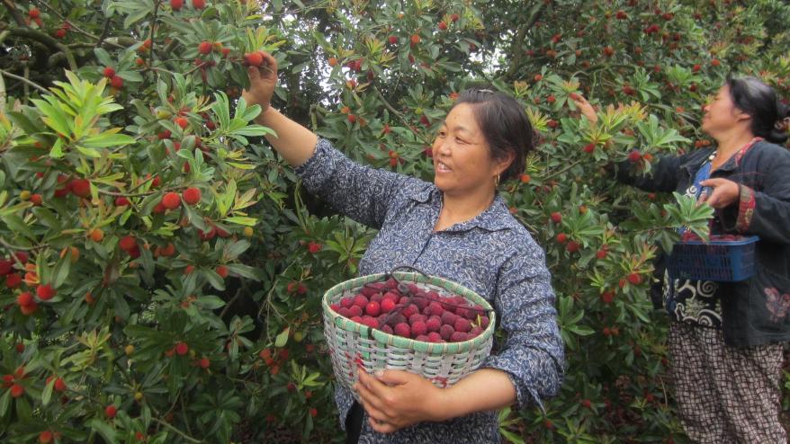 杨梅采收期间要注意什么,杨梅采摘后管理技术