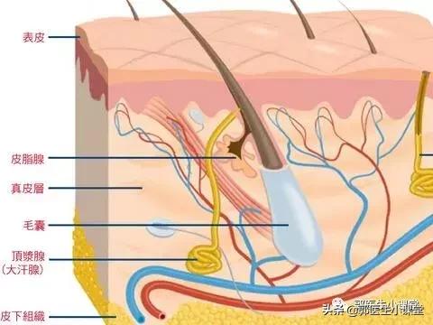 张雨绮被前夫爆料内容,张雨绮被前夫曝狐臭