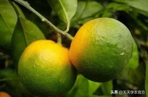 黄龙病使柑橘退化,柑橘黄龙病产业调整指导意见