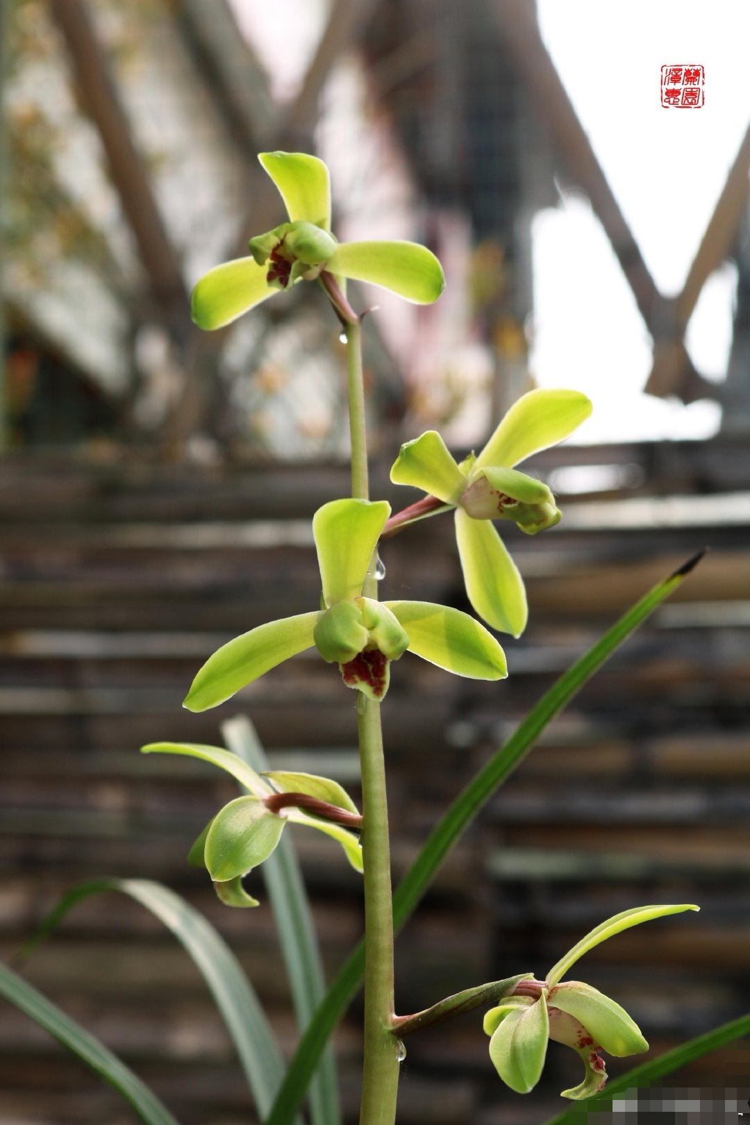 蕙兰老八种里最好看的品种,蕙兰中最值得入手的品种