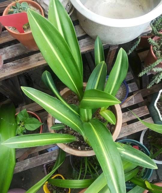 适于阳台种植的花种类,100种适合新手养的花庭院花卉