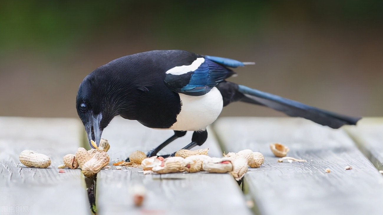 喜鹊的主要特征有哪些,喜鹊的八大特征