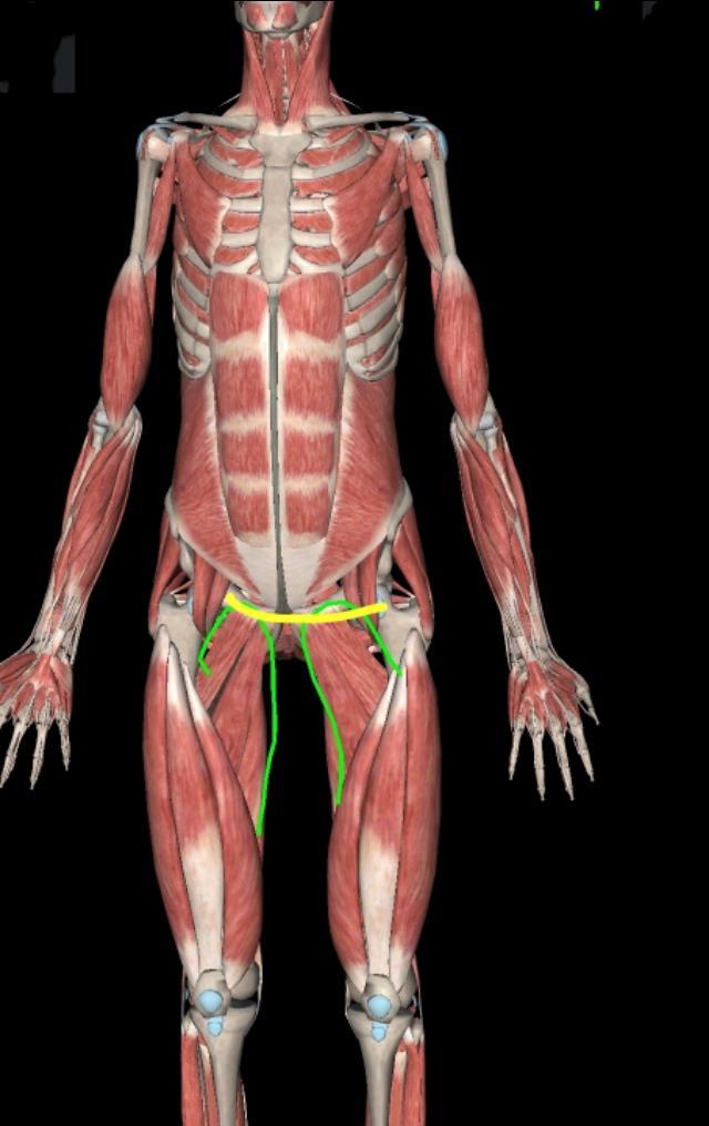 内收肌的多种练法,内收肌正确练法