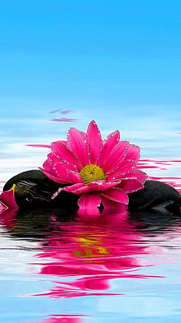 海边水中玫瑰花图片高清大图,最美山水花草倒影图片