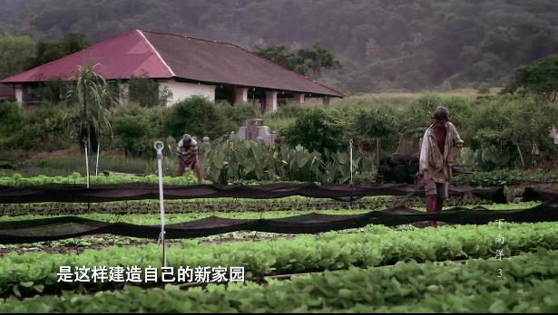 从猪仔打到凤凰游戏,从猪仔升级到主管