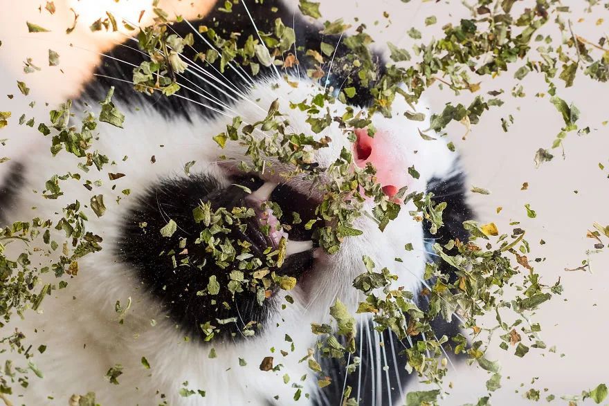 猫薄荷祸害黑猫,猫薄荷谣言