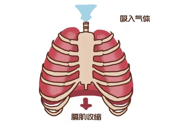 腰突的怎么拉伸大腿后侧,臀部拉伸和大腿后侧拉伸