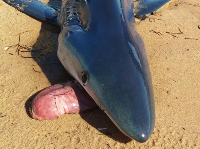 动物中毒洗胃是怎么洗的,误食有毒的动物怎么洗