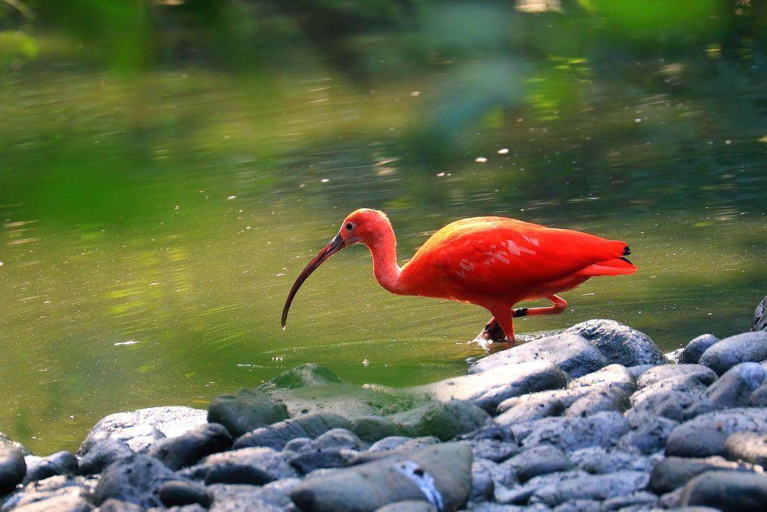 守宫砂真实案例,守宫砂能避孕吗
