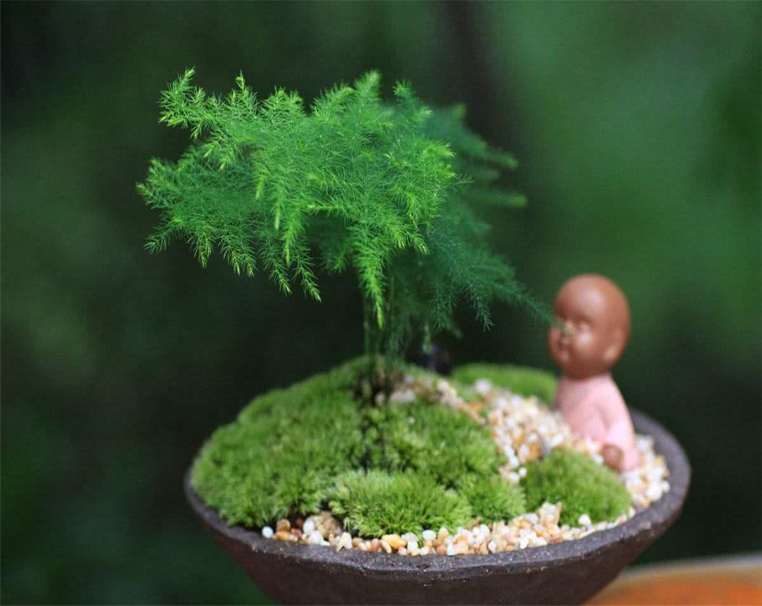 文松怎么养视频,养文松需要注意什么