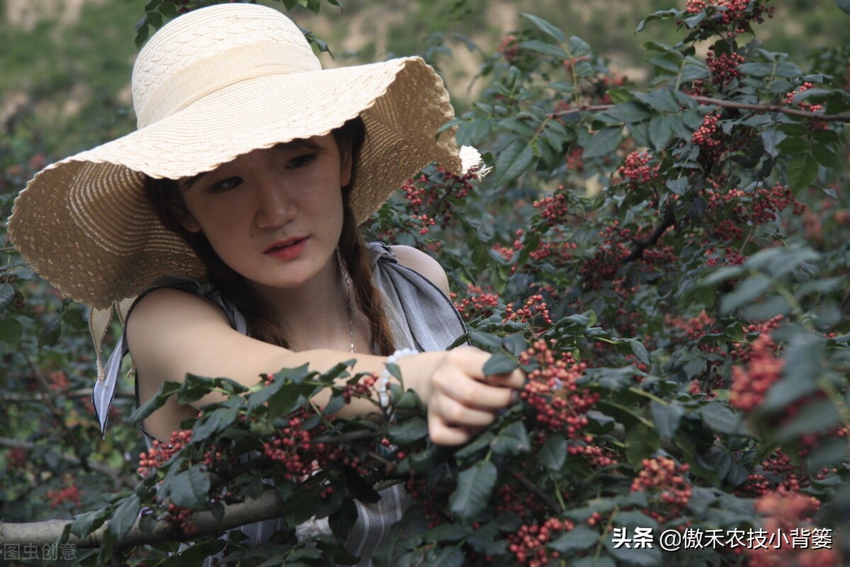 怎样种植花椒成活率高,花椒树怎样种植最好