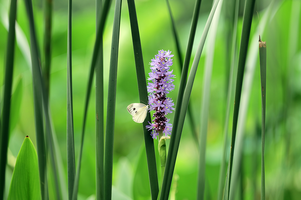 松下lumixspro50mmf1.4,松下lumixs24-105mmf4macro镜头