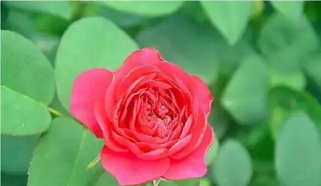 100种玫瑰的名字和图片,100种玫瑰品种科普你都认识吗