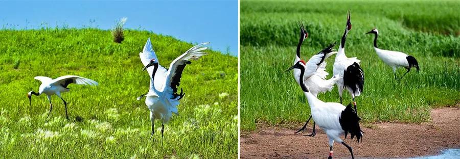 丹顶鹤撕纸,撕纸画作品优雅的丹顶鹤