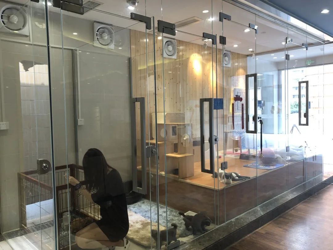欢迎同行入内,这是一家为宠物店而开的宠物