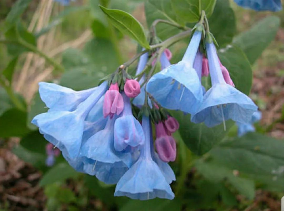 芳踪难觅濒危花!清新治愈篇:沙漠高原是吾家,豹子花的春天来了