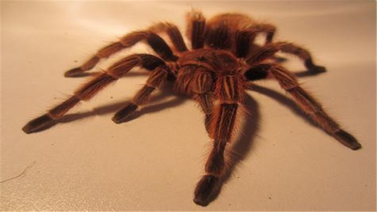 饲养蜘蛛要准备哪些用品,巴西所罗门蜘蛛饲养教程