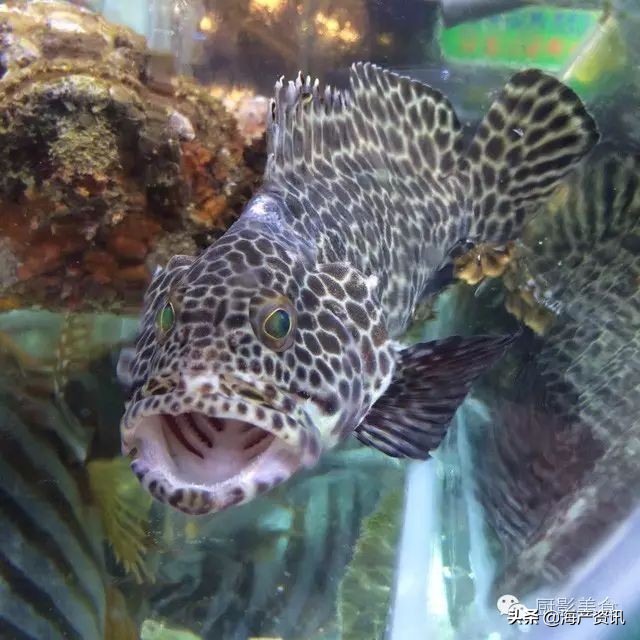 这些诱人的美食你吃过吗,世界上顶级海鲜大全你吃过几种