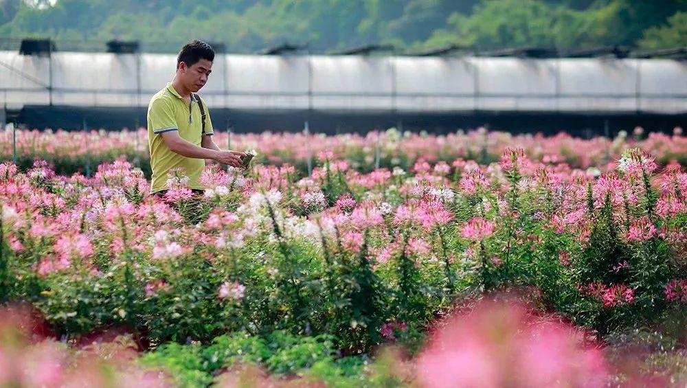 走，去太和！帽峰山下赏红叶、逛农庄、吃烧鸡、住民宿……