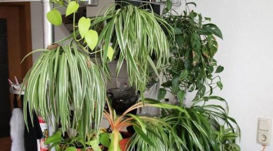 吊兰换盆时上面的小吊兰怎么处理,吊兰叶子发软下垂吊兰怎么样换盆