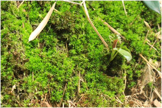 关于春天的颜色,关于春天的景色是什么