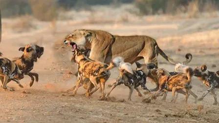 犬科代表非洲野犬，*攻围**狮子，掠夺豹子，暴打鬣狗，成为草原王者