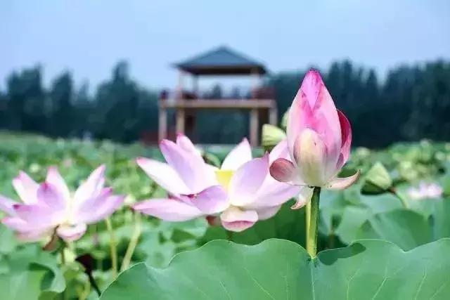 中国著名赏荷胜地,中国最著名的十大赏荷地