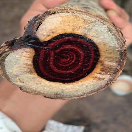 假冒的海南黄花梨,海南黄花梨原木如何鉴别真假