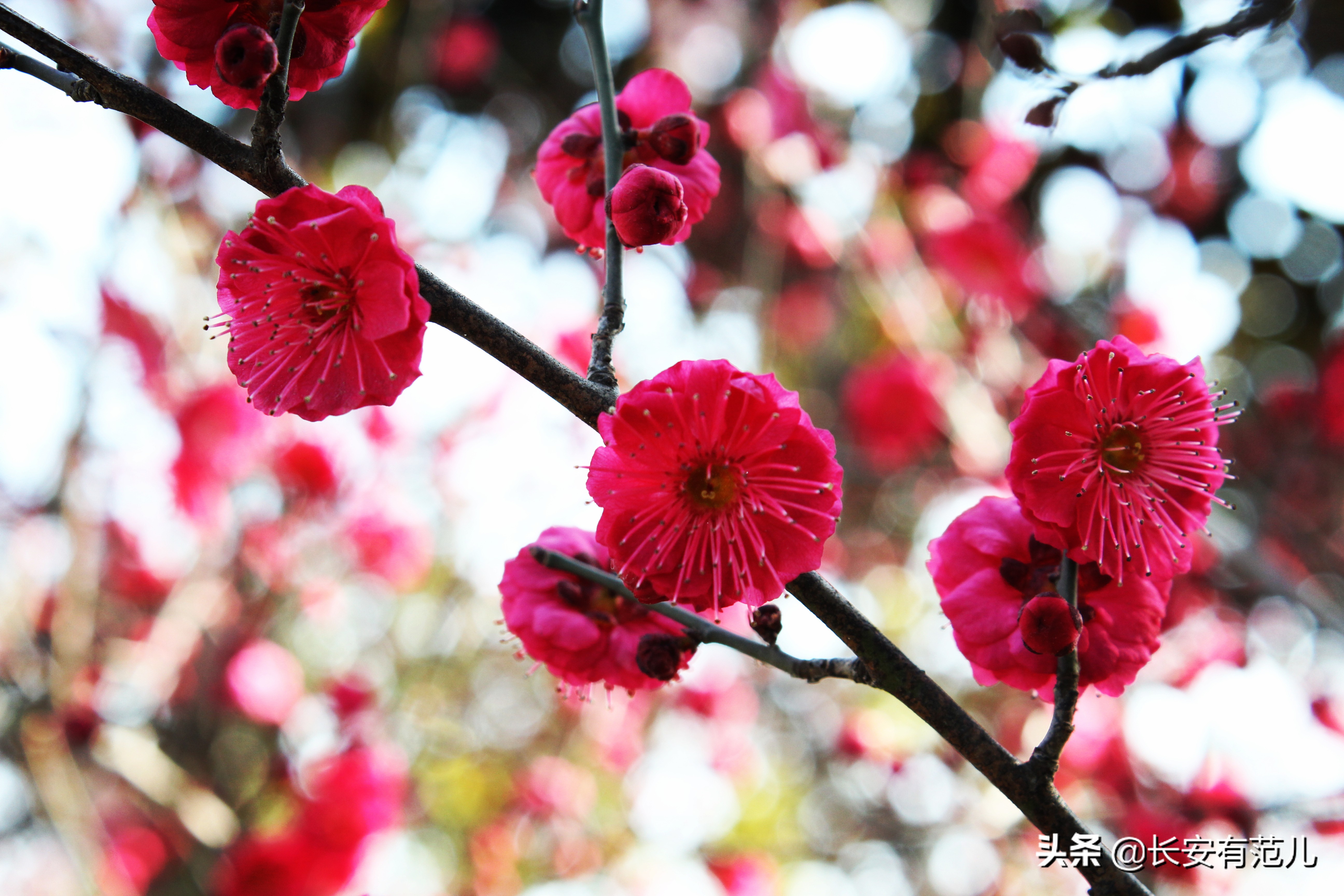 蜡梅和梅花的区别图,蜡梅和梅花的生长环境有何区别