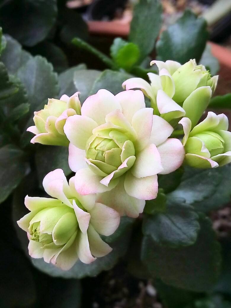 长寿花开花越来越小原因,长寿花花朵小怎么办