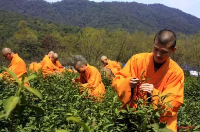 农禅并重的意义,农禅并重的寺院