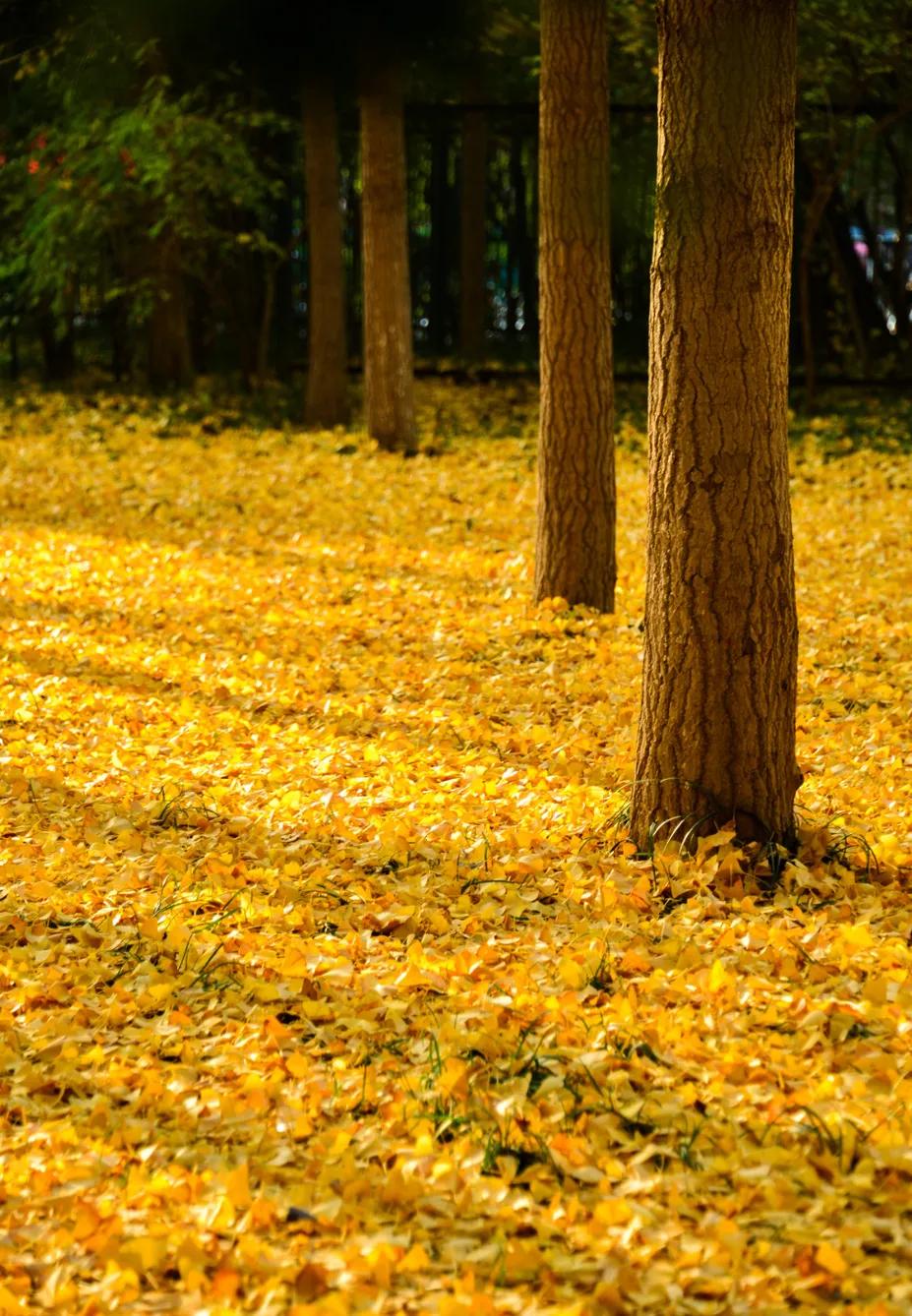 济南赏秋,秋天济南去哪里赏秋最好