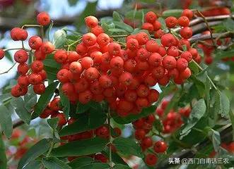 鸡翅木的树是什么样,鸡翅木是什么树木