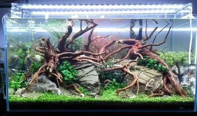 杜鹃根用什么水草造景好看,松皮石搭配杜鹃根造景图片